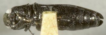 Media type: image;   Entomology 2140 Aspect: habitus ventral view